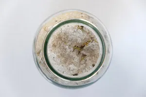 HOLY WATER - Forest Bath Soak
